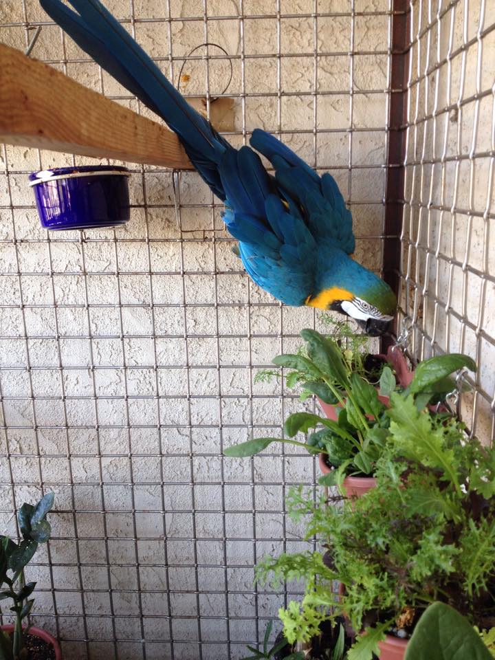 View of Safe & Toxic Plants - Macaw of Mine